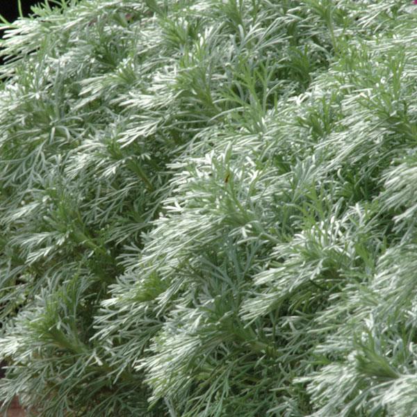 Artemisia schmidtiana Silver Mound Bloom