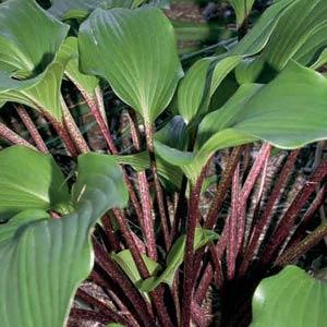 Hosta One Man's Treasure