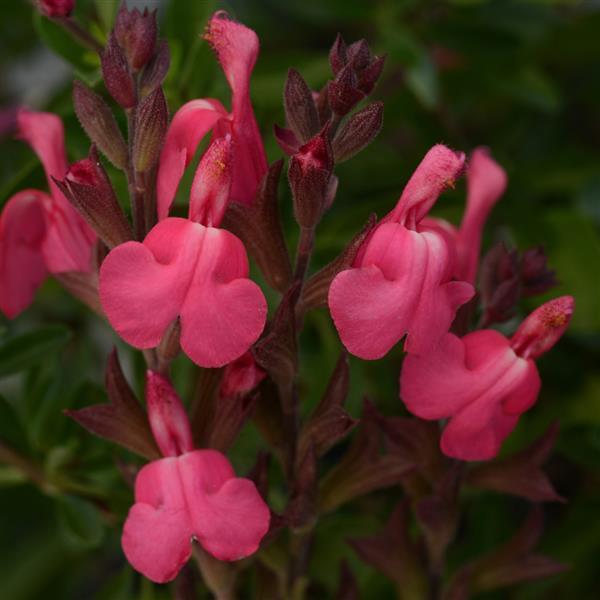 Salvia Arctic Blaze<sup>®</sup> Fuchsia Bloom