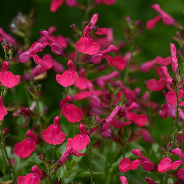 Salvia greggii Mirage™ Hot Pink Bloom