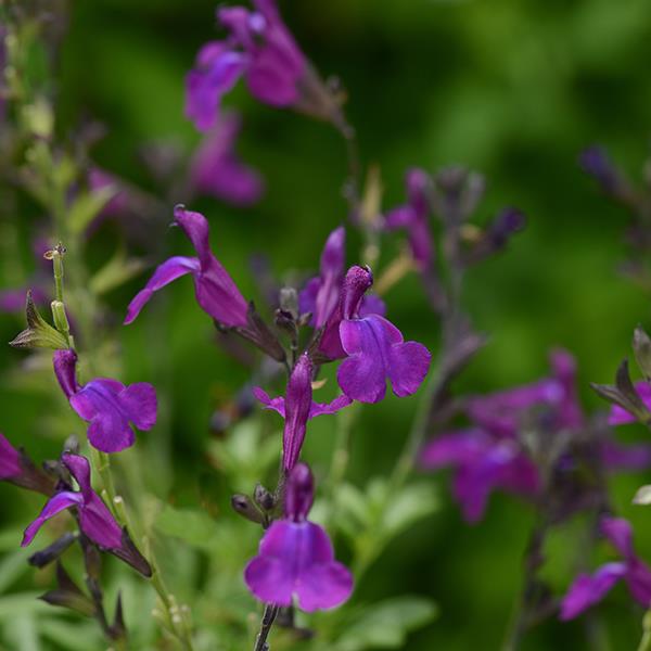 Salvia greggii Mirage™ Deep Purple Bloom