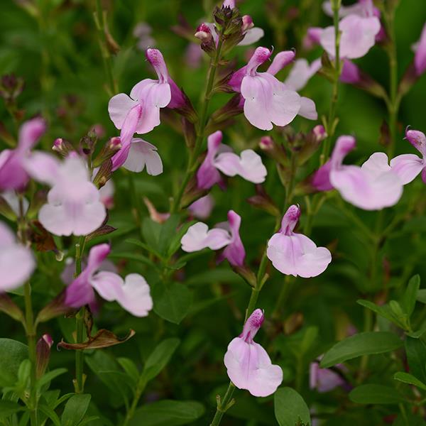 Salvia greggii Mirage™ Soft Pink Bloom
