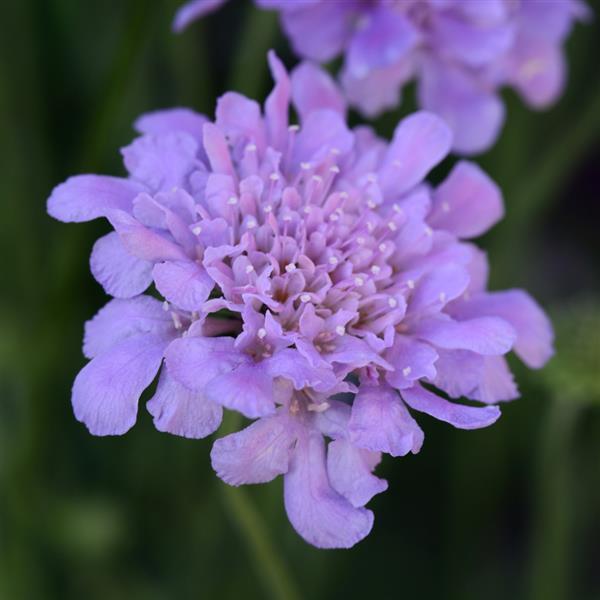 Scabiosa Flutter™ Deep Blue Bloom
