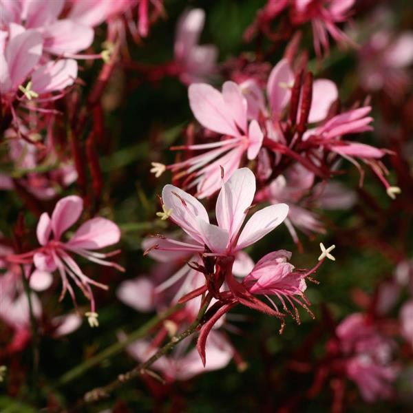 Gaura lindheimeri Belleza<sup>®</sup> Compact Light Pink Bloom
